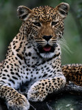 Portrait of a Male Ten-Month-Old Leopard (Panthera Pardus)