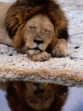 A Male Lion Sleeps Peacefully Near a Water Hole