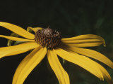 Close View of a Black-Eyed Susan, Marylands State Flower