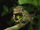 Buy An Anolis Porcus Lizard Eats a Grasshopper at AllPosters.com