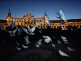 Pigeons in a Square in Seville