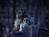 Close View of a Great Gray Owl Sheltering Her Owlets