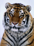 A Siberian Tiger at the Minnesota Zoological Garden