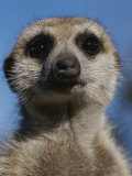 A Close View of a Meerkat (Suricata Suricatta)