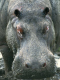 Hippopotamus