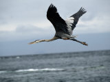 A Great Blue Heron Flying over the Ocean