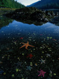 Low Tide Reveals a Galaxy of Bat Stars and Other Sea Creatures
