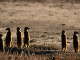 Meerkats