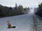 Red Fox on the Cassier Highway