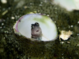 A Close-View a Goby Fish in a Sea Anemone