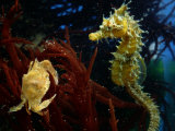 Buy A Young Blue Crab and a Sea Horse at AllPosters.com