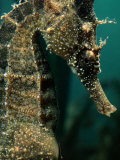 Male Seahorse (Hippocampus Whitei)