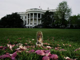 An Eastern Gray Squirrel Eating on the White House Lawn