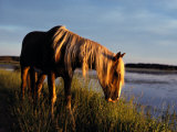 Buy A Chincoteague Stallion Grazes on Marsh Grass at AllPosters.com