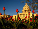 Buy View of the Capitol Building at AllPosters.com