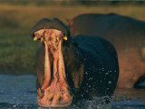 Hippopotamus Showing Territorial Display of Mouth-Opening