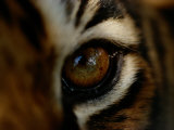 Close-up of the Eye of a Captive Bengal Tiger