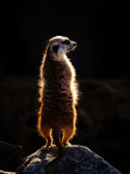 A Captive Meerkat Stands on a Rock in the Afternoon Sun