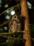 Buy Female Northern Spotted Owl in an Old Growth Forest Area at AllPosters.com