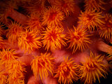 A Close View of Flower-Like Coral Polyps