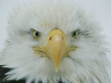 A Portrait of an American Bald Eagle
