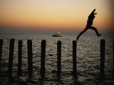 Bo Hoppin Leaps Between Pilings in the Chesapeake Bay off Great Fox Island, Virginia