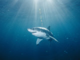 Buy Sun Rays Illuminate the Path of a Great White Shark at AllPosters.com