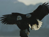 Attempting to Take over Northern American Bald Eagles Perch, Another Eagle Swoops Down from Behind