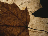 Buy A Close View of a Maple Leaf in Fall Colors at AllPosters.com