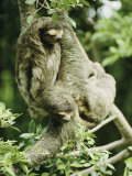 Sloths Cling to a Tree Branch