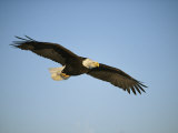 Buy An American Bald Eagle in Flight at AllPosters.com