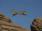 A Mountain Lion Leaps from a Rocky Outcrop to Another