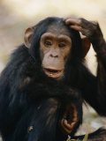 Buy One of the Many Chimpanzees Studied by Jane Goodall at Gombe Stream National Park at AllPosters.com