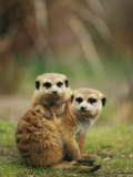 A Pair of Captive Meerkats Keep Close Company