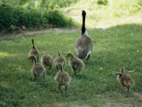 A Canada Goose with its Goslings