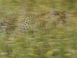 A Young Female Leopard Moving Through Tall Grasses