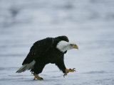 Buy An American Bald Eagle Walks Intently Toward its Prey at AllPosters.com