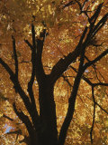 Buy Autumn Color Blazes in a Maple Tree at AllPosters.com