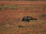 A Wild Turkey Feeds in a Field