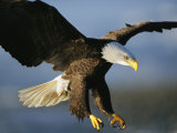 An American Bald Eagle Lunges Toward its Prey Below the Water