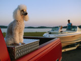 A Poodle Sits on a Metal Toolbox in a Truck Bed