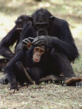 Buy Two Chimpanzees Groom Each Other in Gombe Stream National Park at AllPosters.com