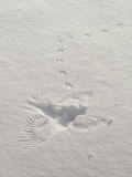 Buy Prints in the Snow Mark the Scene Where a Hawk Caught a Meadow Vole at AllPosters.com