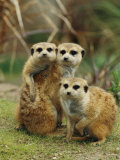 Buy A Trio of Captive Meerkats Keeps an Eye out for Any Danger at AllPosters.com