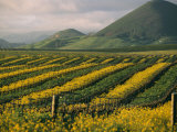 Buy Vineyards in Californias Edna Valley at AllPosters.com