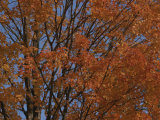 Buy A Sugar Maple Blazes with Fall Color at AllPosters.com