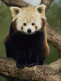 A Nepalese Red Panda Sits on a Tree Branch