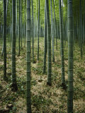 Slender Green Trunks in a Bamboo Forest