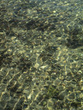 Buy A Design in Water Caused by Ripples at AllPosters.com
