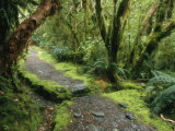 Buy The Milford Track Running Through Temperate Rainforest Trees at AllPosters.com